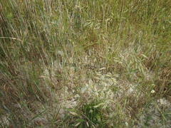 Montivipera xanthina