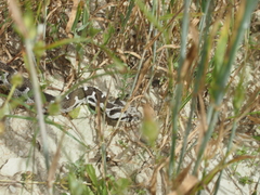 Montivipera xanthina