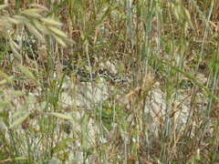 Montivipera xanthina