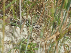 Montivipera xanthina