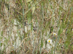 Montivipera xanthina