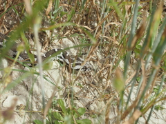 Montivipera xanthina