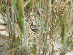 Montivipera xanthina