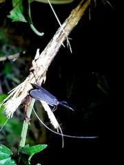Cisseps fulvicollis