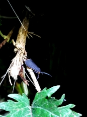 Cisseps fulvicollis