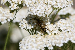 Etorofus obliteratus