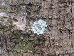 Lepraria normandinoides