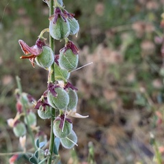 Crotalaria platysepala