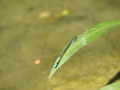 Acanthagrion quadratum