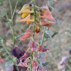 Crotalaria platysepala
