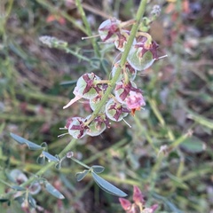 Crotalaria platysepala
