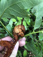 Disholcaspis spongiosa