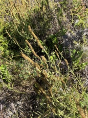 Seriphium cinereum