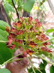 Godmania aesculifolia