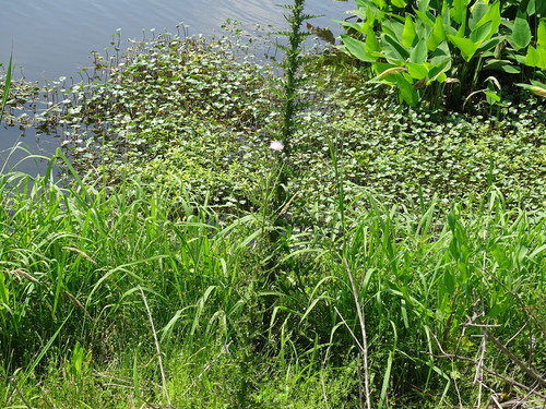 Cirsium nuttalii image