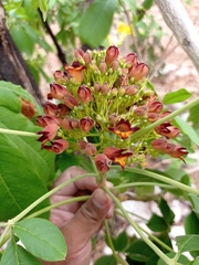 Godmania aesculifolia