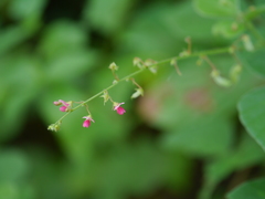 Pseudarthria viscida