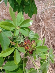 Godmania aesculifolia