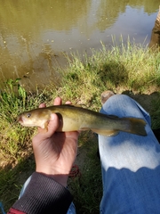 Ameiurus platycephalus