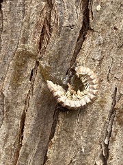 Arthrophaga myriapodina