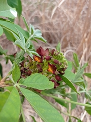 Godmania aesculifolia
