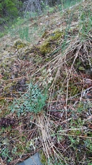 Lomatium geyeri