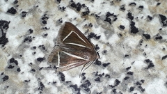 Chalciope delta