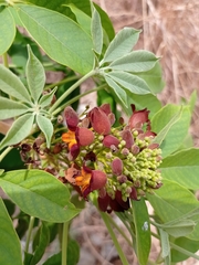 Godmania aesculifolia