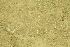 Pseudorhombus arsius