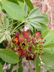 Godmania aesculifolia