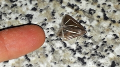 Chalciope delta