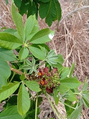 Godmania aesculifolia