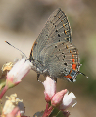 Satyrium californica