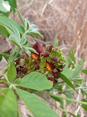 Godmania aesculifolia