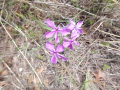 Phlox pilosa