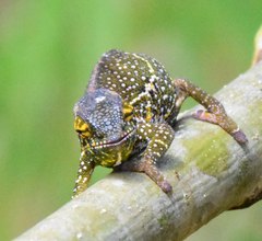 Furcifer willsii