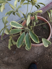 Heptapleurum arboricola