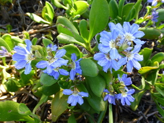Scaevola calendulacea