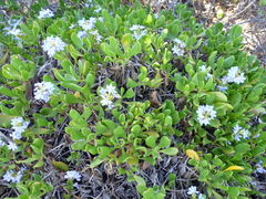 Scaevola calendulacea