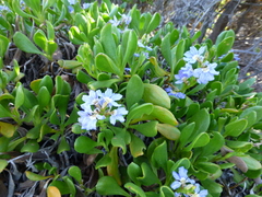 Scaevola calendulacea