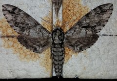 Ceratomia sonorensis