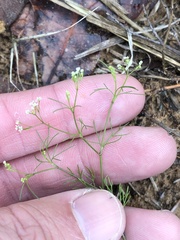 Spermolepis divaricata