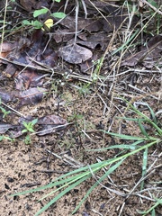 Spermolepis divaricata