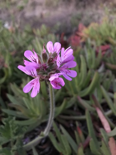 rose-scented geranium