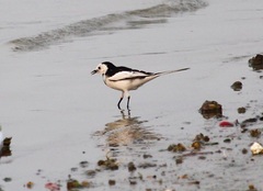 Motacilla alba