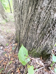 Tilia americana heterophylla