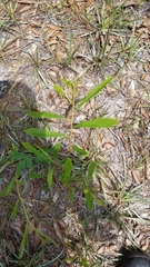 Asimina angustifolia