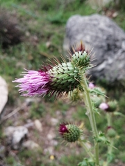 Cirsium mexicanum