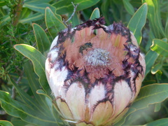 Protea × hybrida
