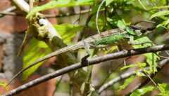 Chamaeleonidae